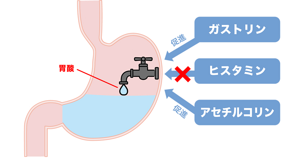H2ブロッカーの作用